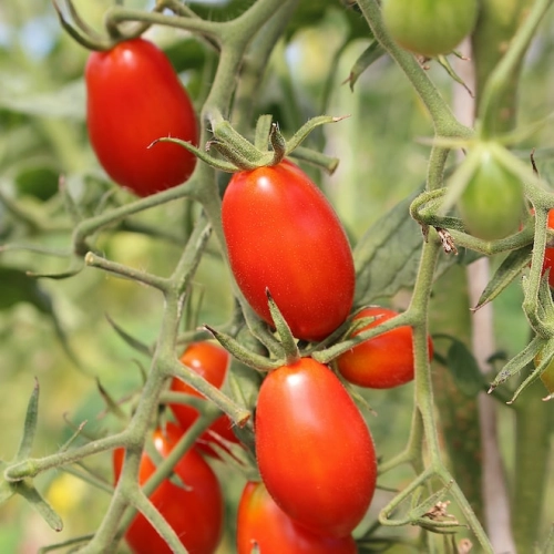 Cagette de tomates cerises allongées BIO