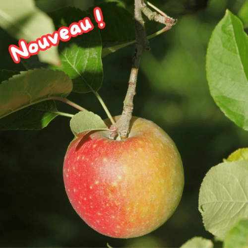 Cagette de pommes Reine des Reinettes