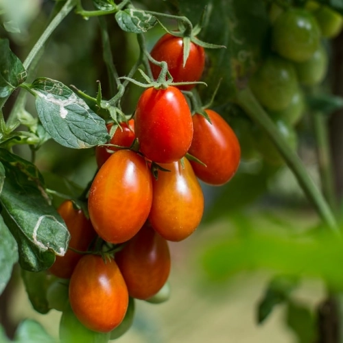 Cagette de tomates Roma BIO