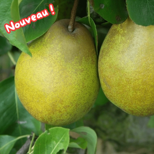 Poires Président Héron