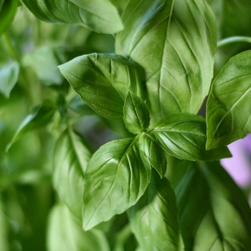 Bouquet de basilic frais