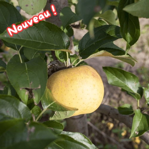 Cagette de pommes Chanteclerc