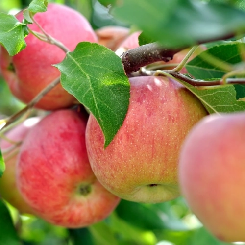 Cagette de pommes Dalinsweet BIO