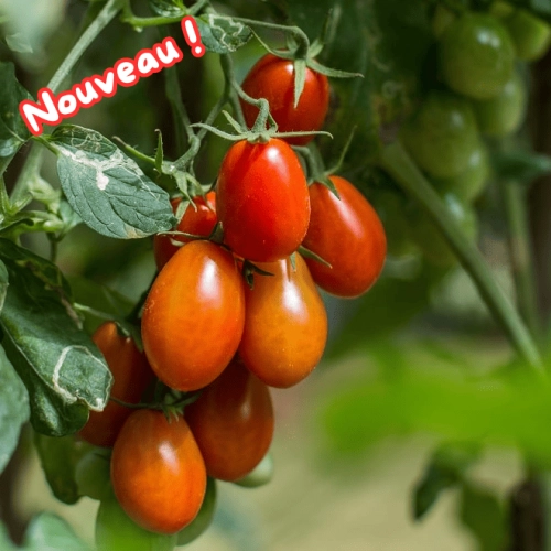 Tomates Roma