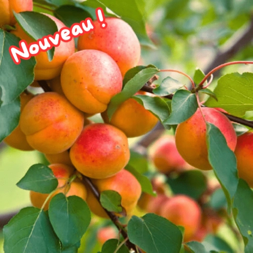 Abricots