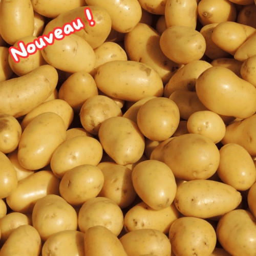 Pommes de terre Delikatess (chair ferme)