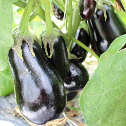 Cagette d'aubergines