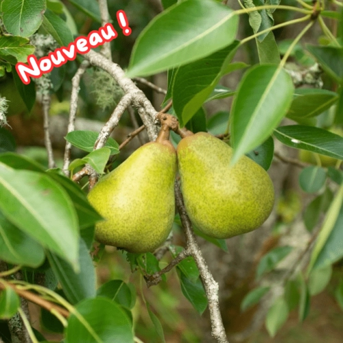 Cagette de poires Packham's