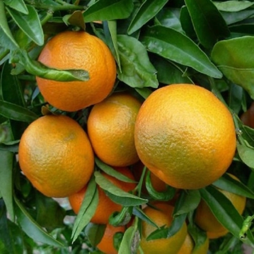 Cagette de clémentines feuilles Corses IGP