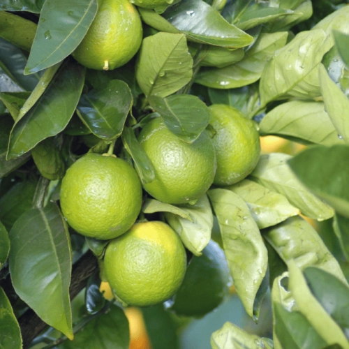 Citrons verts