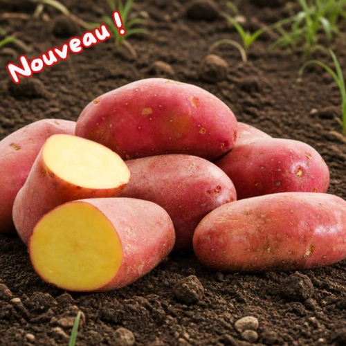 Pommes de terre grenailles rouges