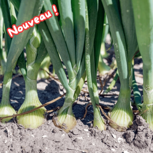 Botte d'oignons frais