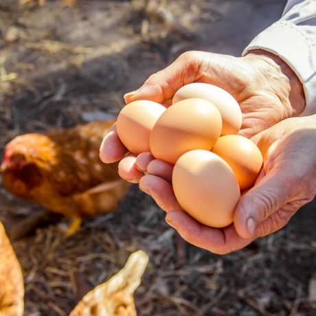 L'oeuf : tout savoir sur ce trésor à coquille