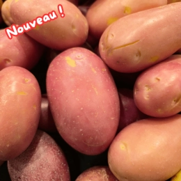 Pommes de terre Désirée (semi-fermes)