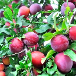Prunes Grenadine
