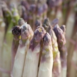 Asperges blanches pointes violettes BIO