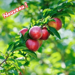 Nectarines