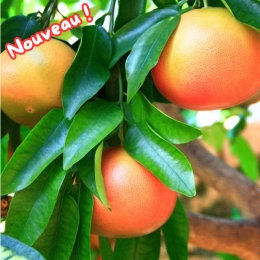 Pomelos BIO