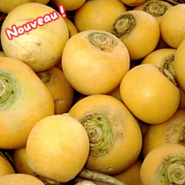 Navets boule d'or