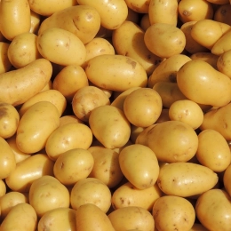 Pommes de Terre Delikatess (chair ferme)