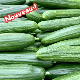 Concombre