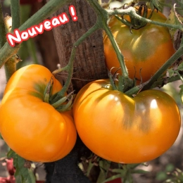 Cagette de tomates ananas