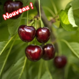 Cerises
