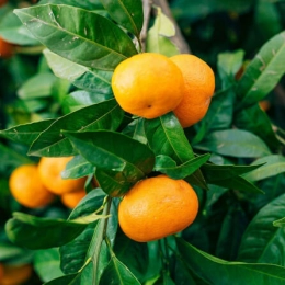 Mandarines Marzaiolo BIO