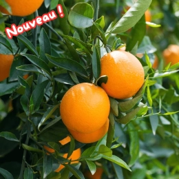 Oranges BIO