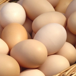 30 œufs frais BIO