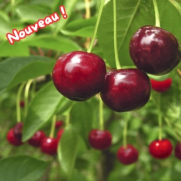 Cerises