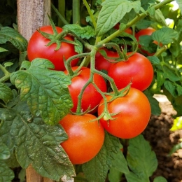 Cagette de tomates grappe