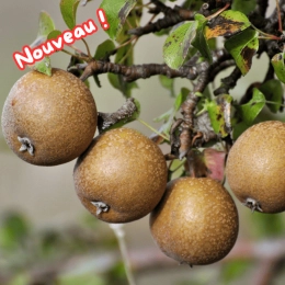 Cagette de poires Passe Crassane