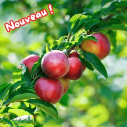 Nectarines