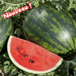 Mini pastèque BIO
