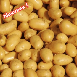 Pommes de Terre Delikatess (chair ferme)