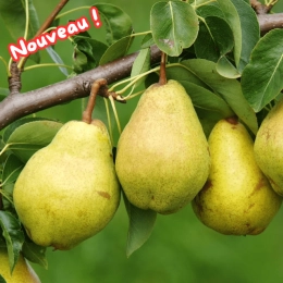 Cagette de poires Alexandrine