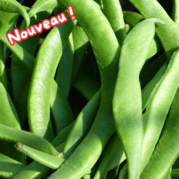 Fèves