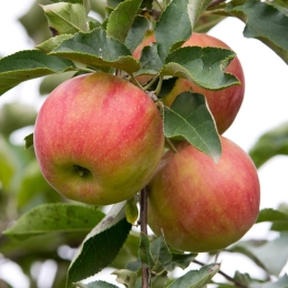 Pomme Idared