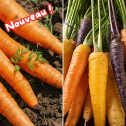 Botte de carottes fanes