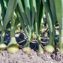 Botte d'oignons frais