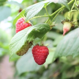 Framboises BIO