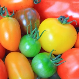 Tout savoir sur : la tomate