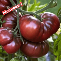 Tomates Noires de Crimée