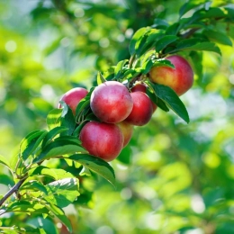 Cagette de nectarines