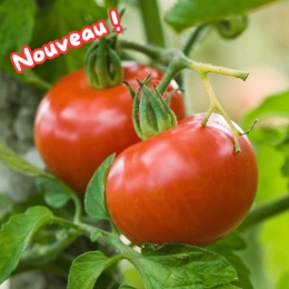 Cagette de tomates rondes
