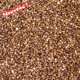 Quinoa rouge
