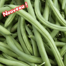 Haricots verts