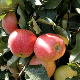 Cagette de pommes Rosée du Pilat