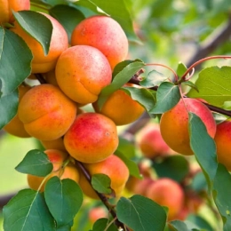 Cagette d'abricots